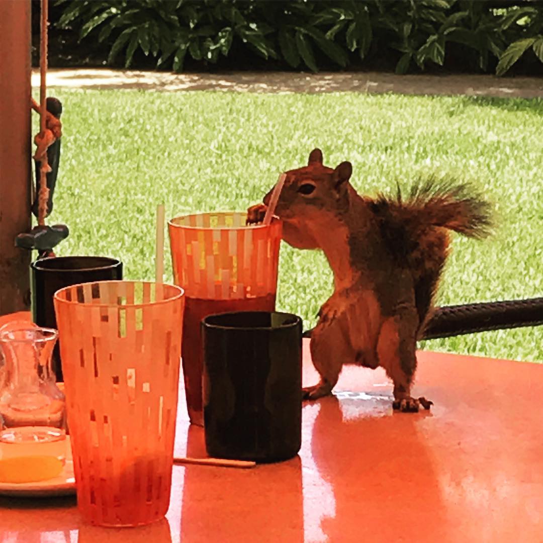 Leadership Conference lunch break. Unexpected guest! #squirrelsofinstagram #ppainalc