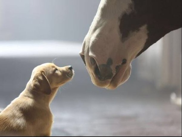 Who remembers the Super Bowl commercial “Puppy Love”? 🐴❤️🐶😍 #awww #superbowlweek