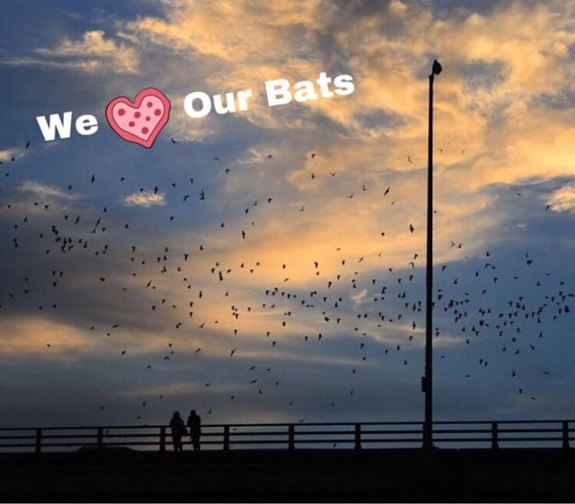 They are a fun tourist attraction and great at pest control (but a little creepy to look at 😳) #atx #batappreciationday #austinbats #batman 🦇