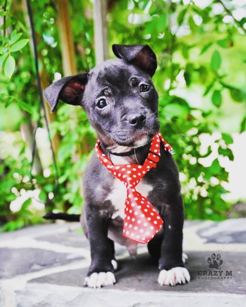 Meet the pup that stole my heart 5 years ago. His name is Posey – named after Buster Posey for all you baseball fans. How cute is that tie though?