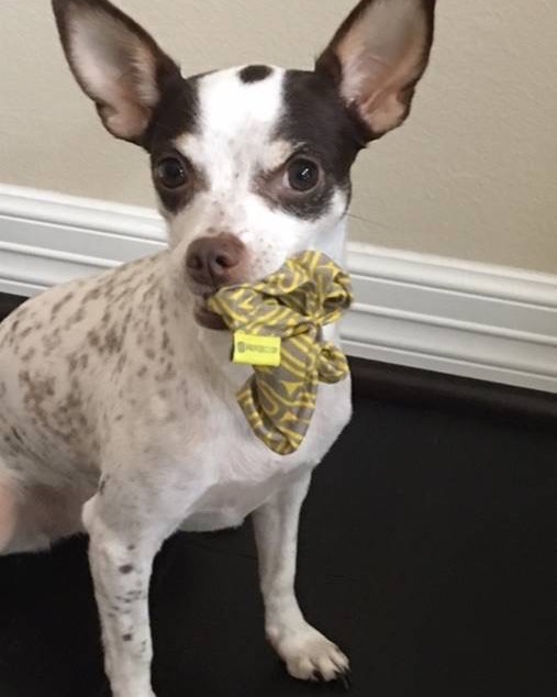 This is Little Girl.  Lyssa rescued her off the streets of Austin and she is now the official model of the Paperclip Scrunchie 🐶❤️
#dogsofinstagram  #scrunchie  #dogmodel  #welovedogs
